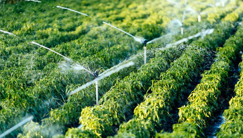衡水华岐镀锌管在农业灌溉设施建设中具有重要的作用